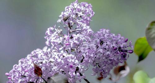 丁香花的花语与寓意是什么？（探秘丁香花的神秘花语）