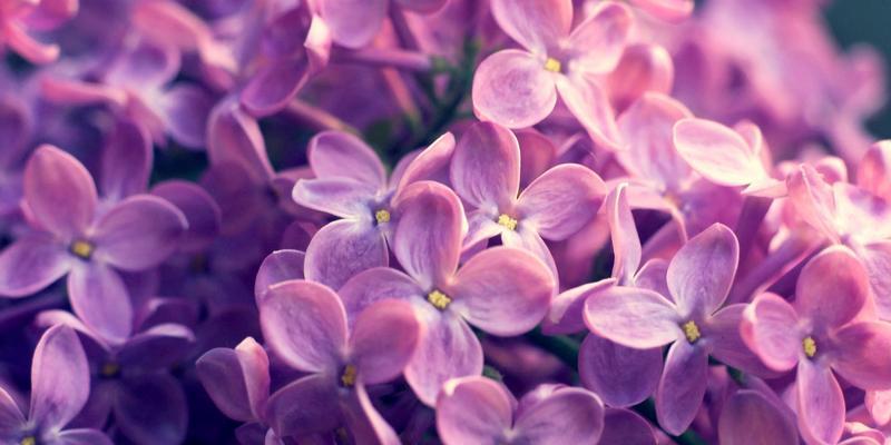 丁香花有什么花语含义？（丁香花的花语和寓意）