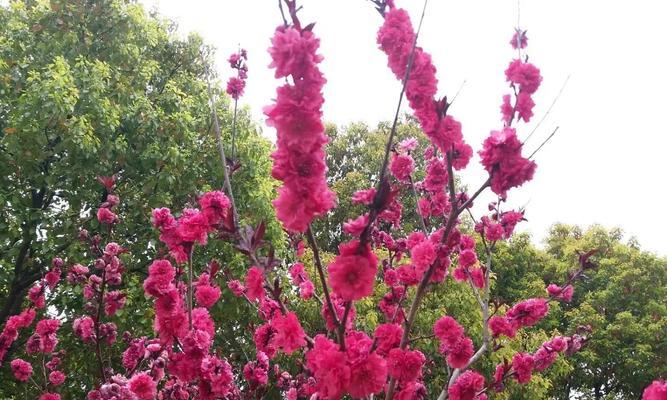 探寻樱花的花语之美在哪里？（以冬樱花）