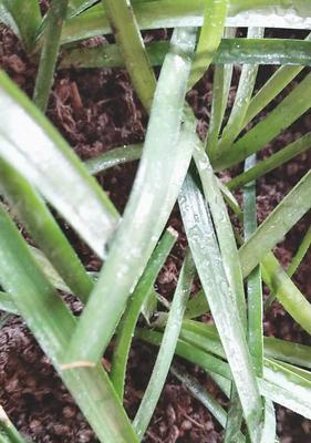 风雨兰不开花，如何解决（园艺爱好者必看）