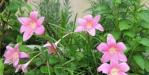 风雨兰花期（探秘兰花的生长过程及适宜环境）