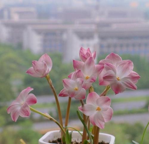 如何选择适合风雨兰的盆（盆选好）