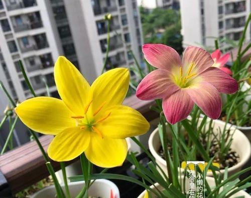 风雨兰种植要点详解（掌握风雨兰开花周期）