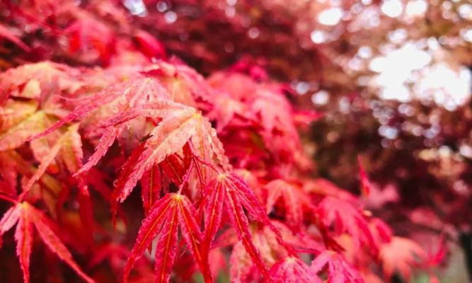 枫叶的花语（寓意深远的枫叶）