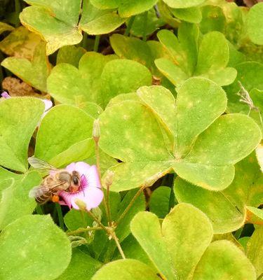 蜂蜜水适合浇什么花（花儿喜欢的甜蜜水源）