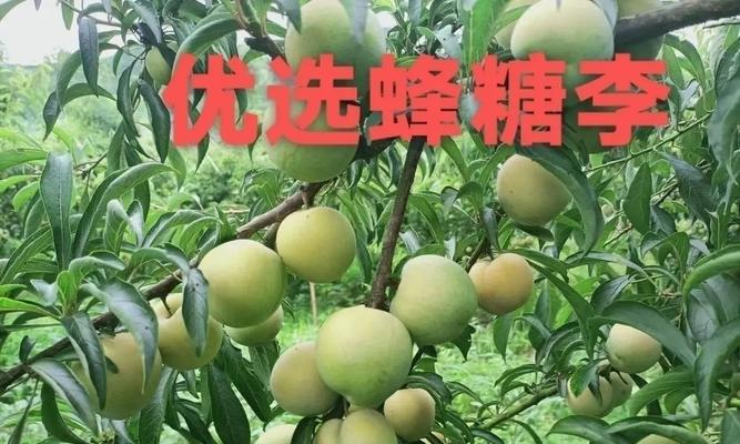 蜂糖李产量高，亩产量达到惊人数字（探究蜂糖李的高产秘密）