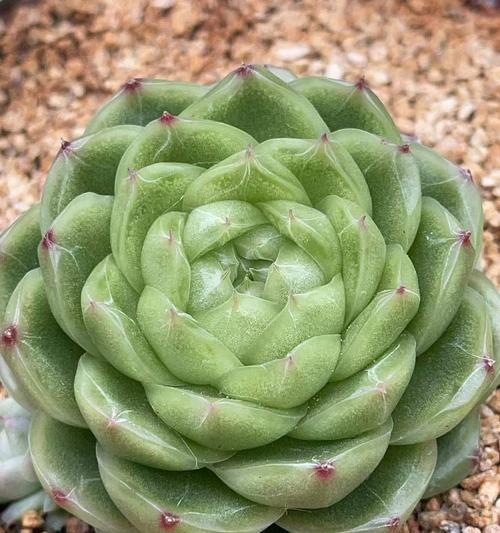 蜂窝煤可以种多肉吗（探究多肉植物在蜂窝煤上的生长情况）