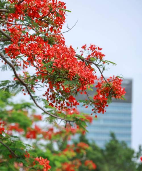 凤凰花开花季节及开花时间（凤凰花的美丽与神奇）