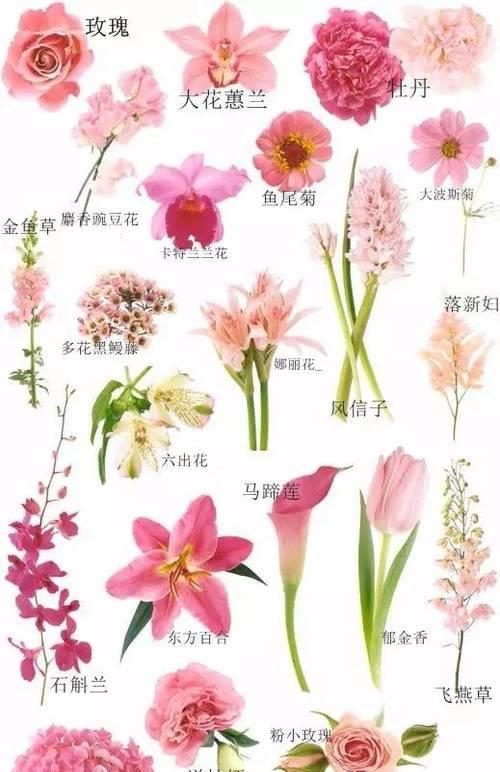 凤凰花的花期及开花时间（一年开几次花）