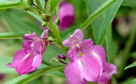 探究凤仙花的花期及其生长特点（了解凤仙花的花期如何影响其生长及繁殖）