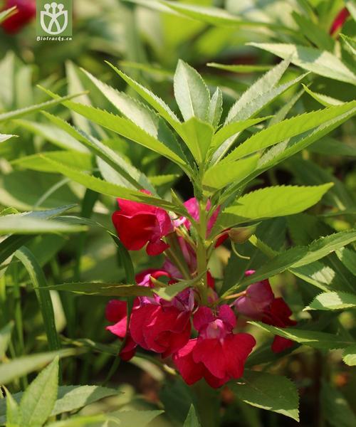 了解令人迷醉的凤仙花——揭秘其生长特点和应用（探寻凤仙花植物分类及栽培技巧）