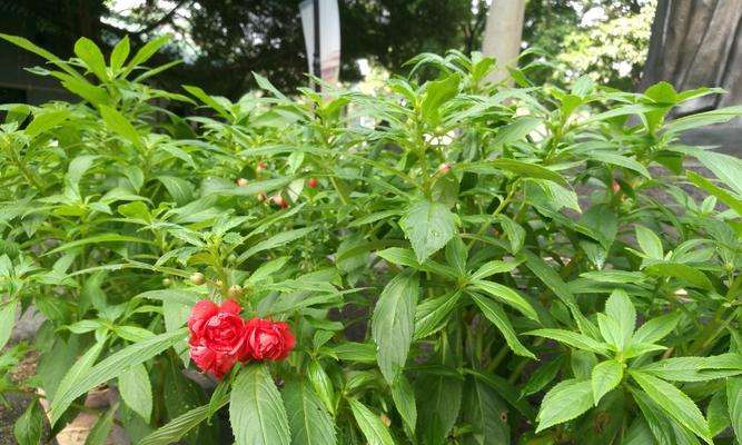 缤纷仙境——揭秘凤仙花的色彩世界（探究凤仙花的多彩色彩）