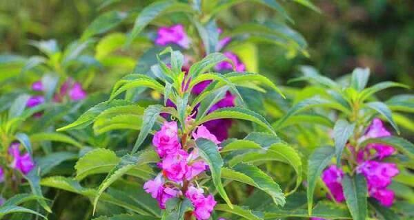 探秘凤仙花的花朵和生长特点（凤仙花形态分析和生态环境适应性探究）