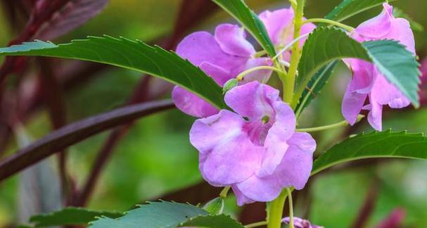 凤仙花种子的营养与食用方式（探秘凤仙花种子的健康秘密）