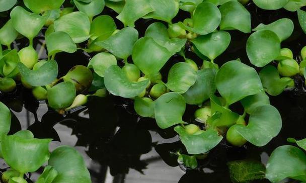 浮萍的真实身份是什么？（浮萍究竟是草本植物还是水生生物）