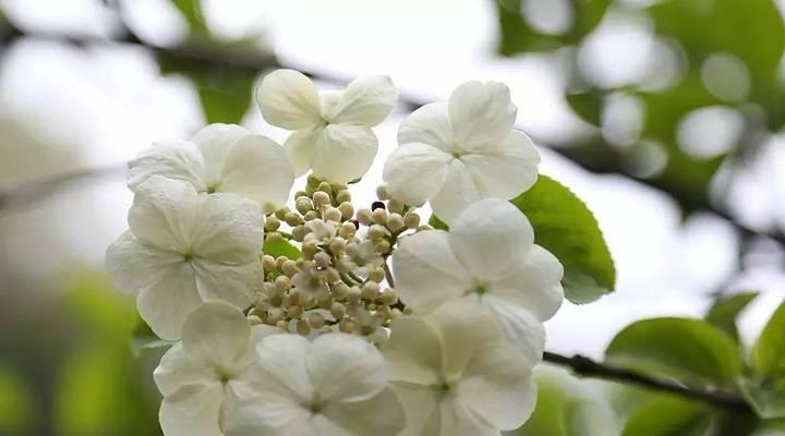 扬州市花琼花的象征与寓意（扬州市花琼花的美丽与意义）