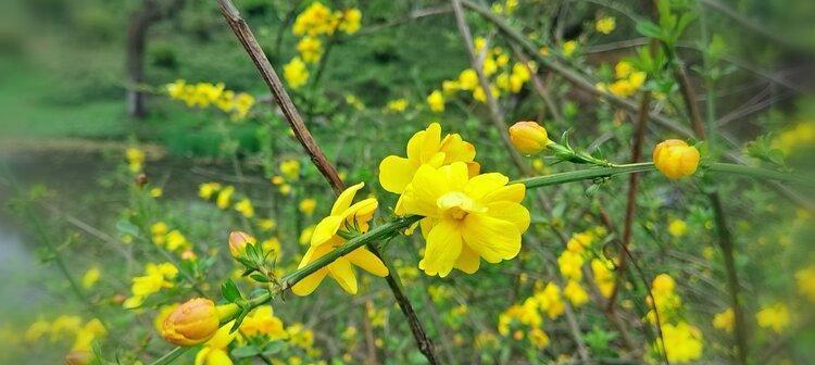 迎春花（迎春花花语及代表意义——盛开春天的象征）