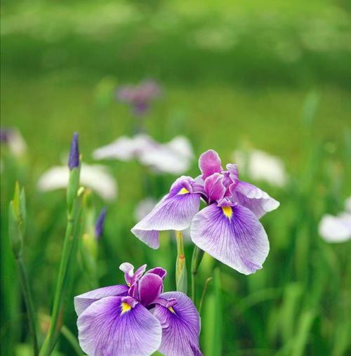 花开有你，花语代表是你的花（以有什么花的花语为主题）