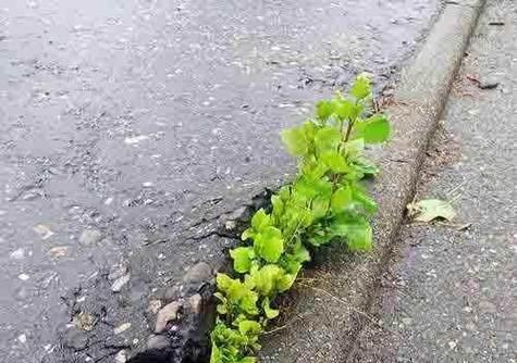 「力量之花」——探寻植物世界中的坚强力量（自然界的勇士与生命的奇迹）