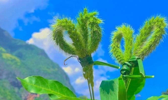 仙人指花的花语解读（解读仙人指花的奇特语言）