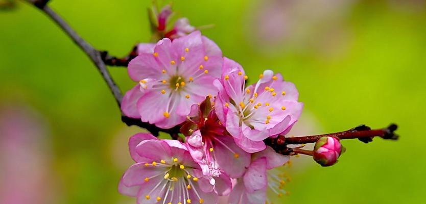 樱桃花的美丽花语（探索樱桃花的花语）