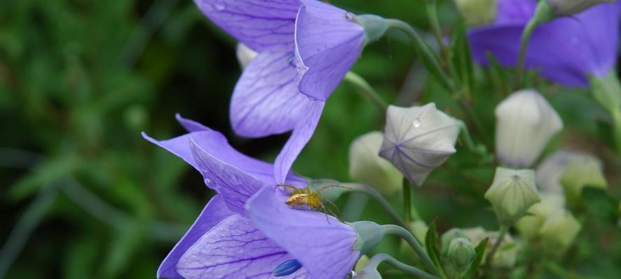 圆叶牵牛花语与其花语意义（探寻圆叶牵牛花的寓意及传承之美）