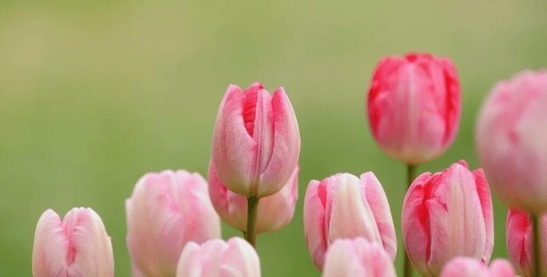 紫郁金香的花语与意义（探索紫郁金香的花语）