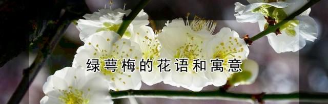 白梅花的花语与意义（寓意崇高高洁）