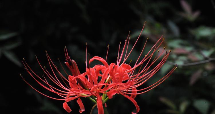 黑色花卉的神秘与浪漫（黑色花卉的种类和花语）