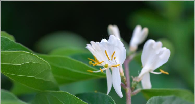 花草忽地笑，传说与花语（揭秘花草忽地笑的传说与花语）