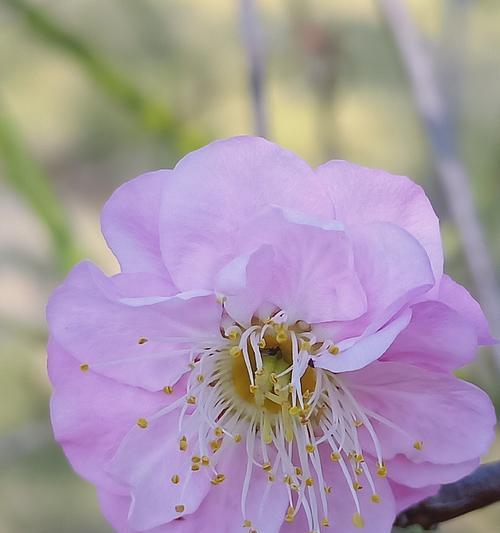 梅花吉祥之美有什么寓意与象征？深入解读梅花寓意