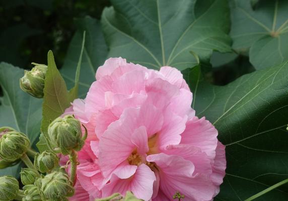 木芙蓉的花语是什么？探寻木芙蓉花的含义及其在文化中的地位