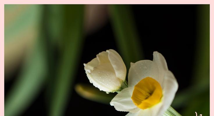 水仙花优雅的花卉之美是什么？（探寻水仙花的特点与象征意义）