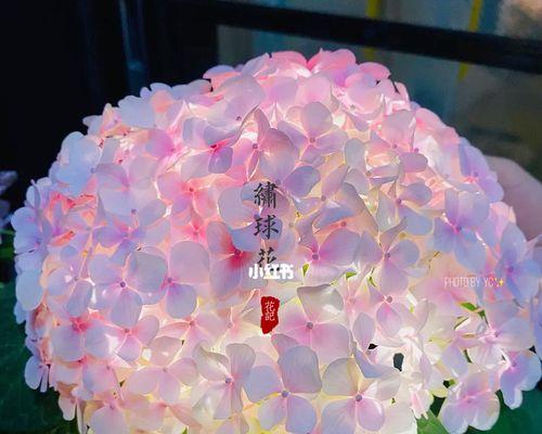 八仙花有什么象征？（探寻八仙花的花语和传说）