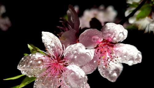 白色桃花的花语是什么？（解读白色桃花的美丽花语）