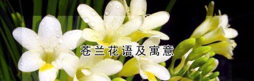 苍兰花花语是什么？（以苍兰花寓意的生命哲学）