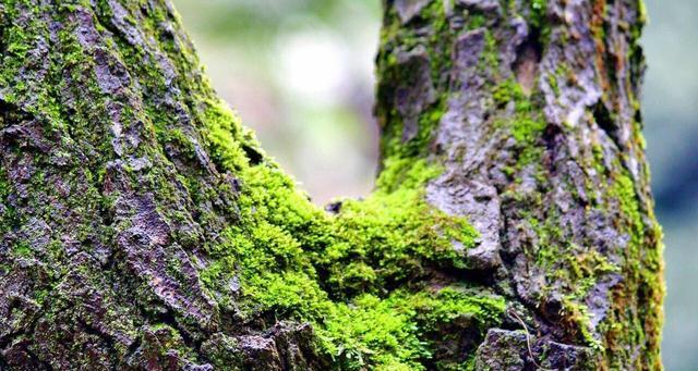 探秘绿苔的植物类别（从外貌特征到生态习性）