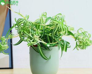 绿植卷叶解决方法（绿植卷叶的原因及预防措施）