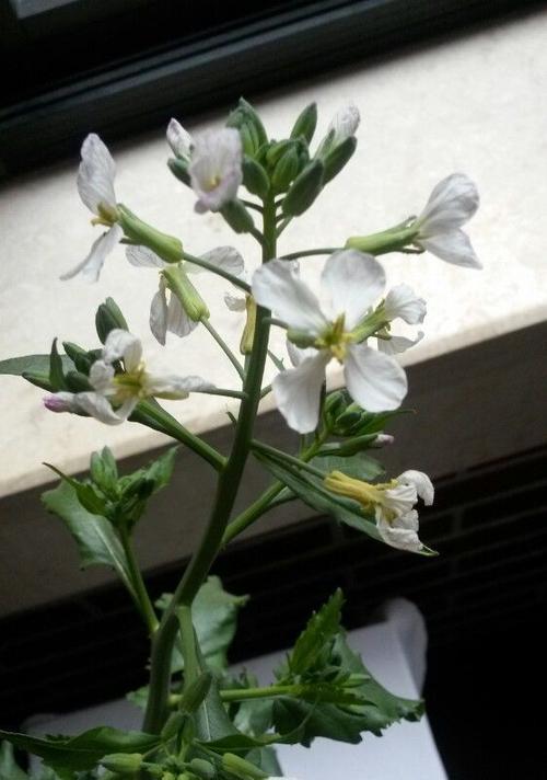 萝卜开花时间和花期全解析（萝卜的开花过程和繁殖方式）