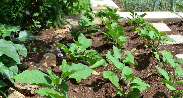 南方胡萝卜种植时间及技巧（从选种到管理全面解析）