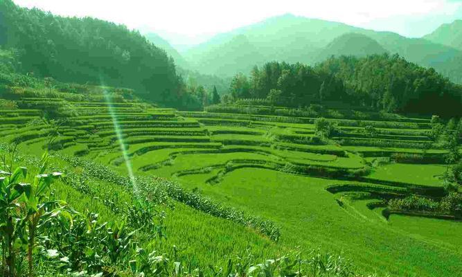 萝卜属于什么植物类型（探究萝卜的生物分类学）