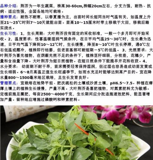 罗勒与荆芥两种常见的香草植物怎么样？（了解罗勒和荆芥的起源）