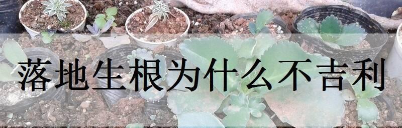 落地生根喜阴还是喜阳？（探讨植物喜阳喜阴的原因和适应环境）