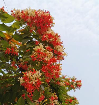 花开有道，君子之花语与寓意（揭示君子花语的古今传承与深意）