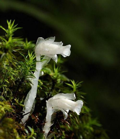 水晶花的花语与美好寓意（揭示水晶花独特的魅力与意义）