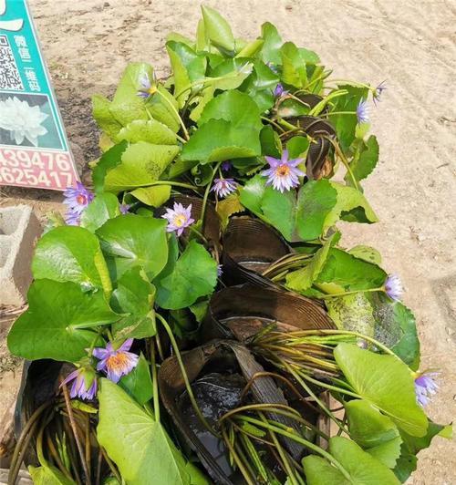 以挺水植物，守护水生生态（水下花园的守护者——以挺水植物）