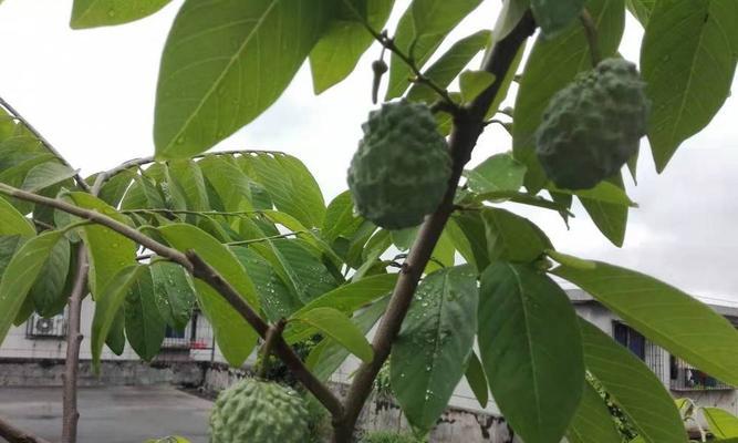 释迦果种植季节选择的重要性（合适的季节才能让释迦果生长茁壮）