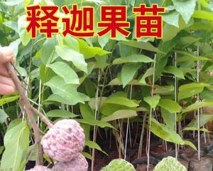 释迦果的种植条件及适宜地点选择（了解这些）