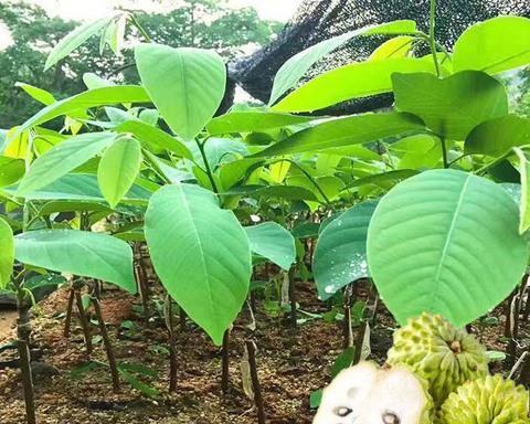 释迦果种子最佳种植时间剖析（如何确定最佳的种植时间）