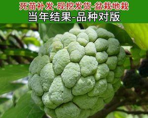 释迦树的生长周期及果实成熟时间（探究释迦树的种植和管理关键要点）